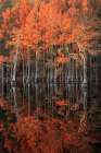 Georgia-Cypress trees with reflections in the fall Art Print